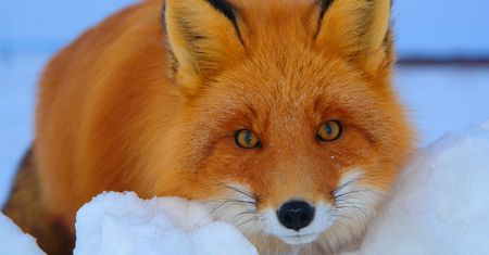 Firefox OS Ignite: zdesperowaną Mozillę uratować ma kompatybilność z Androidem