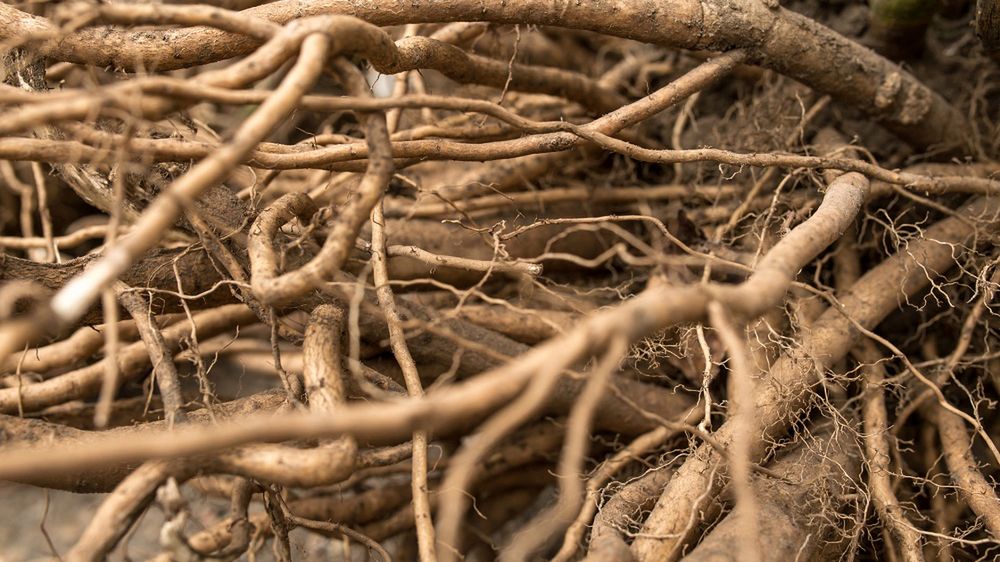 Wspiera odporność, oczyszcza organizm. "W okresie przeziębień powinniśmy go pić"