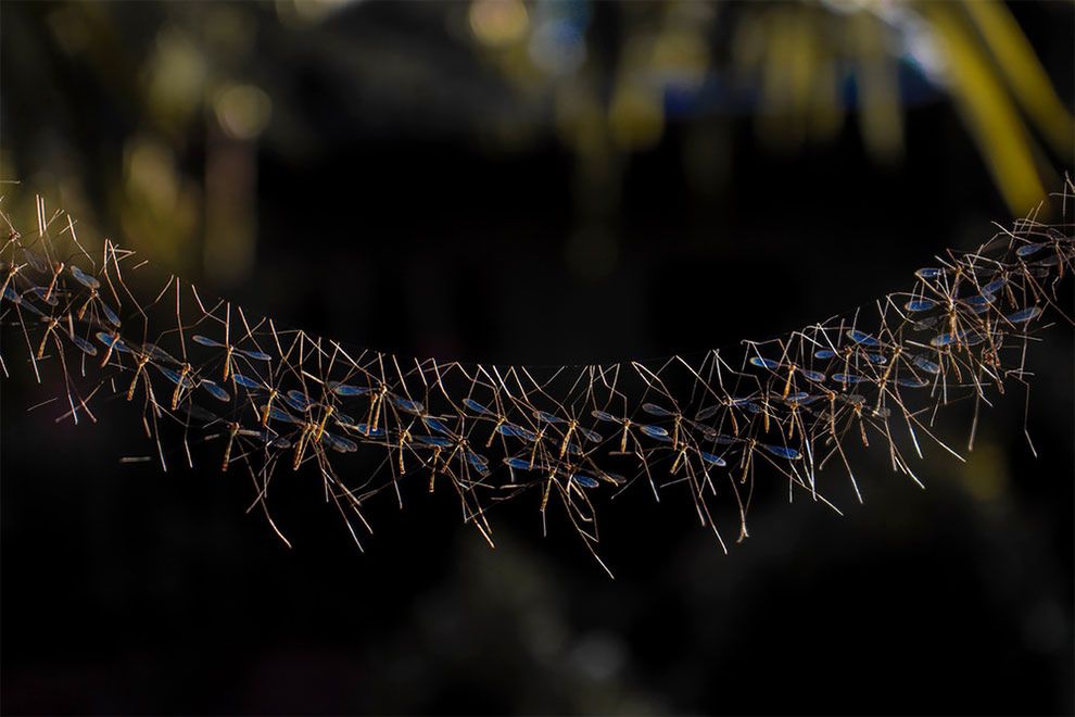 Młodzi finaliści konkursu „World Wildlife Day Photography Competition" i ich świetne zdjęcia przyrody 8