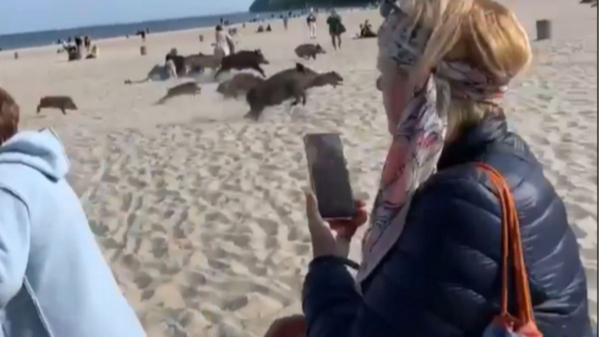 Dziki na polskich plażach. 