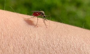 "Amerykańska" metoda na komary. Lepszej nie znajdziesz