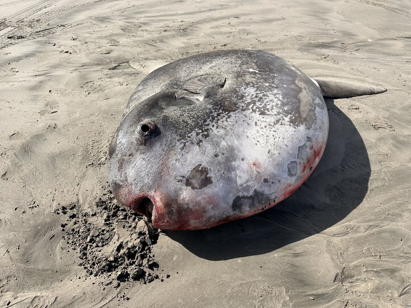 Ogromna i bardzo dziwna ryba znaleziona na plaży. Ma ponad dwa metry