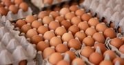 Ostrzeżenie GIS. Salmonella w jajach z wolnego wybiegu. Kupiłeś? Nie jedz