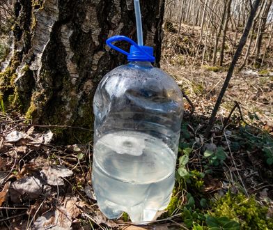 Weź butelkę i przywiąż do drzewa. Cenny sok jest jak magiczna różdżka dla organizmu