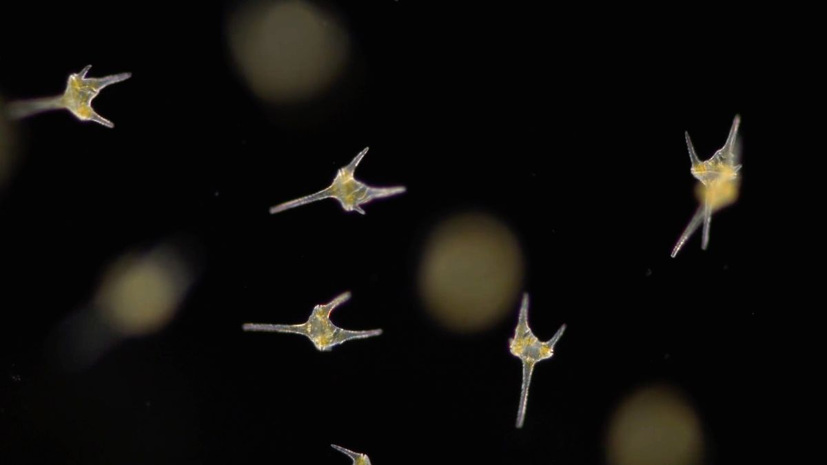 Te małe istoty naprawdę istnieją. Ich życie pokazał piękny film mikroskopowy 1