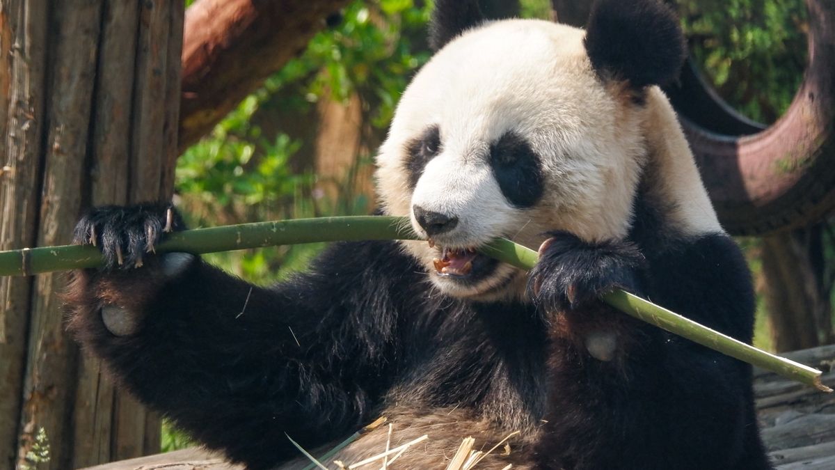 Giant Panda Eating Bamboo in Natural Habitat,ChinaYuki Zhu / 500pxdaytime, black and white fur, wildlife, china, calm, wildlife protection, natural light, contentment, wooden branch, panda, conservation, bamboo