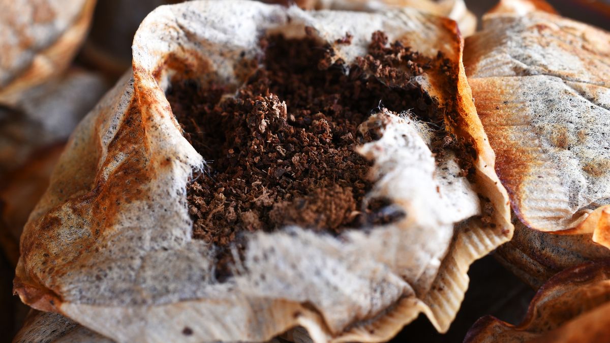 Jakie właściwości ma herbata?