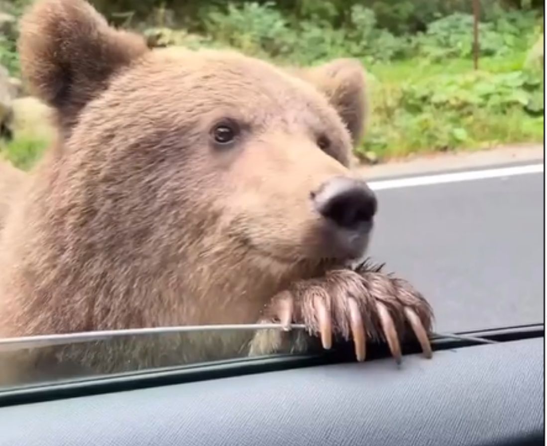 Niedźwiedź grizzly zaglądał przez szybę samochodu