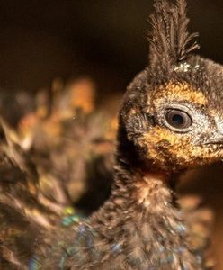 Wrocław. Paw kongijski w ZOO. To gatunek zagrożony wyginięciem