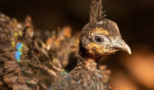 Wrocław. Paw kongijski w ZOO. To gatunek zagrożony wyginięciem