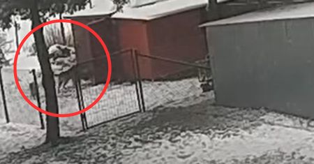 Bestialski atak psów na alpaki. Jedna poddana eutanazji. "Nie odpuścimy"