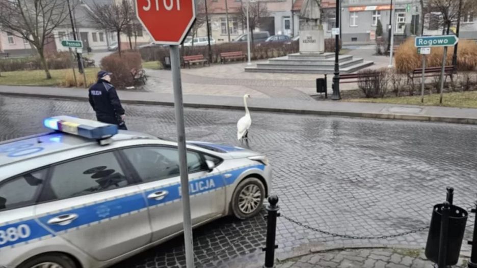 Nietypowy spacer w Trzemesznie.