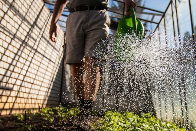 Nowalijki są uprawiane w specjalnych szklarniach, w których poziom wilgotności i nasłonecznienia pozwala im na szybszy wzrost