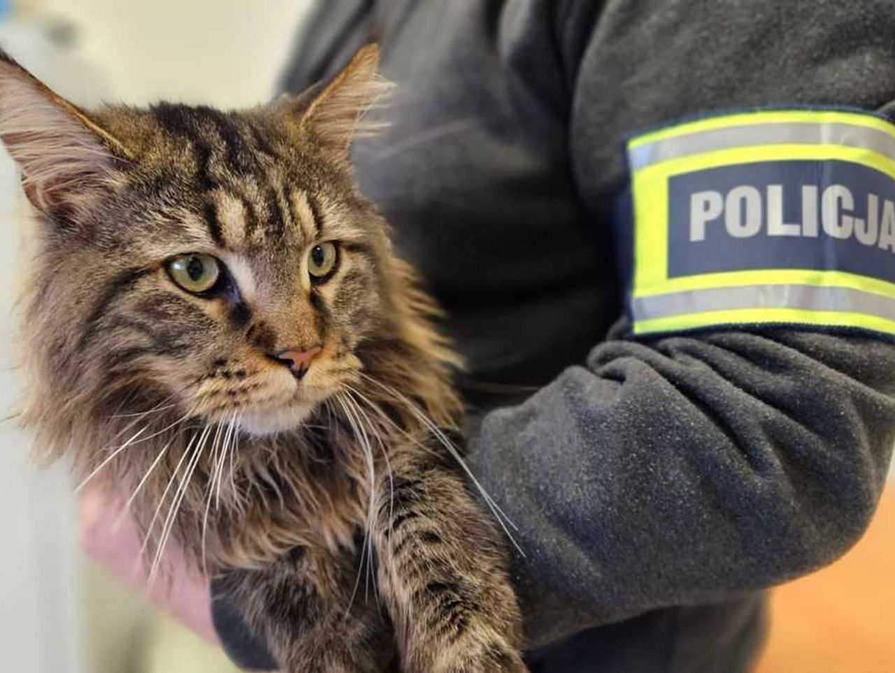 Grójec: 33-latek ukradł cennego kota. Odpowie przed sądem