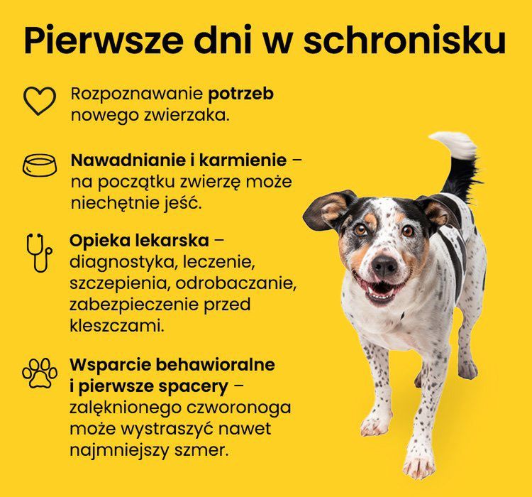 Pierwsze dni w schronisku