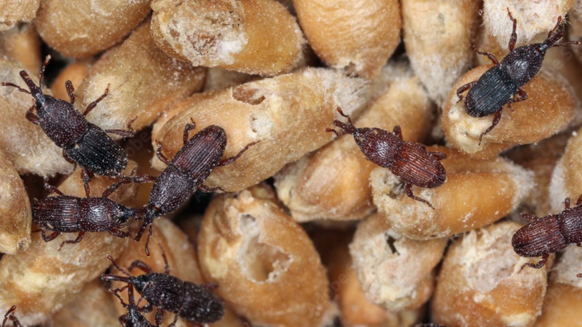 Wołek zbożowy potrafi w ciągu kilku dni opanować całą spiżarnię