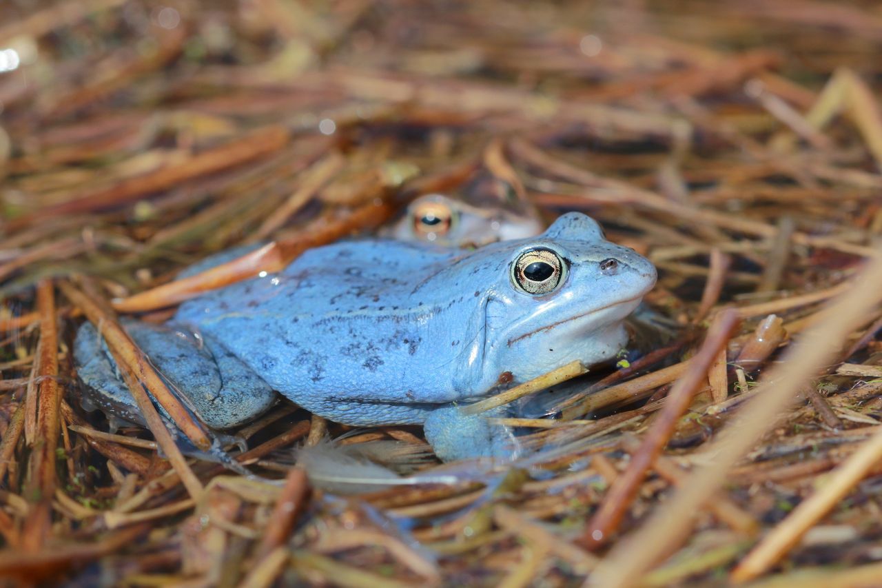 Wyjątkowe stworzenia. W warmińskim arboretum można zobaczyć tzw. niebieskie żaby