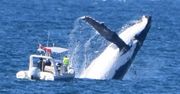 Niebezpieczna sytuacja na zdjęciu. Wieloryb prawie wywrócił łódź
