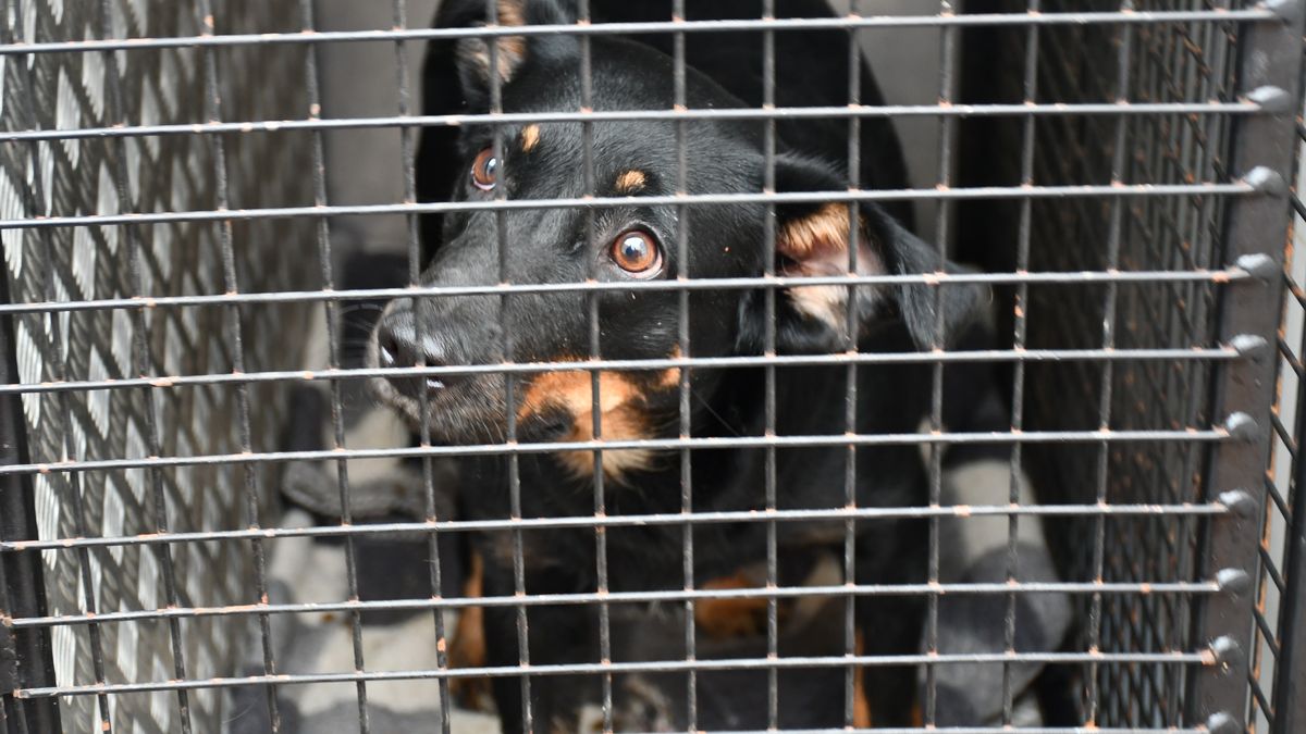 Rodzina zaniedbywała zwierzęta 