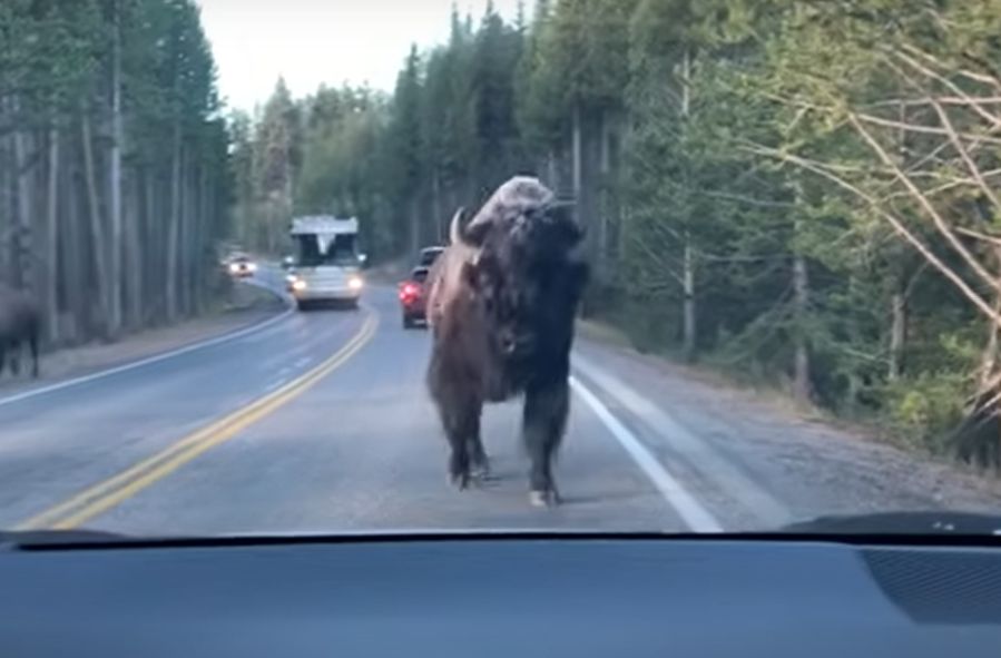 Bison's surprise charge at couple's car during Yellowstone visit makes for a frightful holiday memory