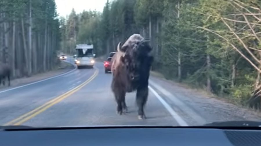 Rozpędzony bizon wystraszył parę turystów