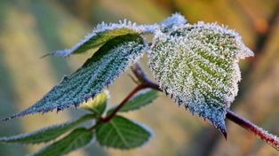 Przymrozki wracają na Podkarpacie. Jest ostrzeżenie dla niemal całego regionu