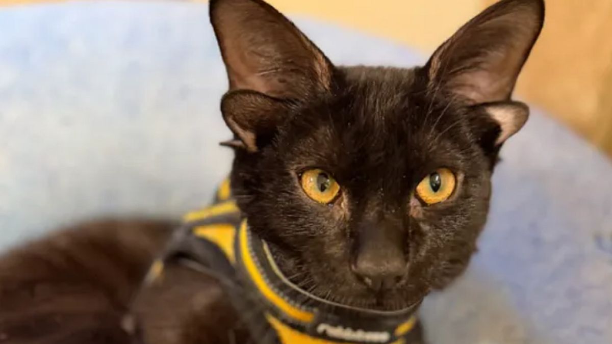 Ten kot ma czworo uszu. 