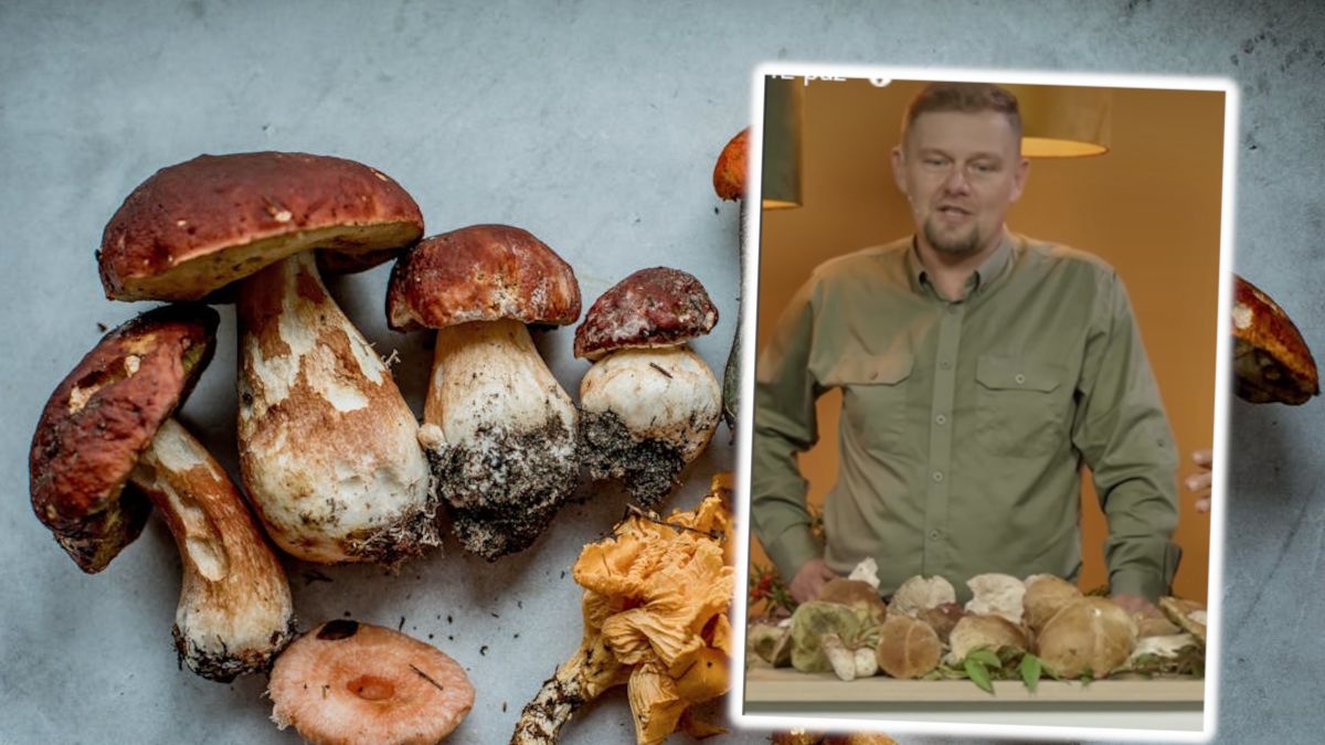 Porady dotyczące suszenia grzybów.