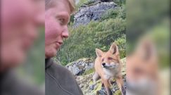 Bardzo bliskie spotkanie z lisem. Niezwykłe nagranie fotografów przyrody z Norwegii