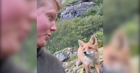 Bardzo bliskie spotkanie z lisem. Niezwykłe nagranie fotografów przyrody z Norwegii