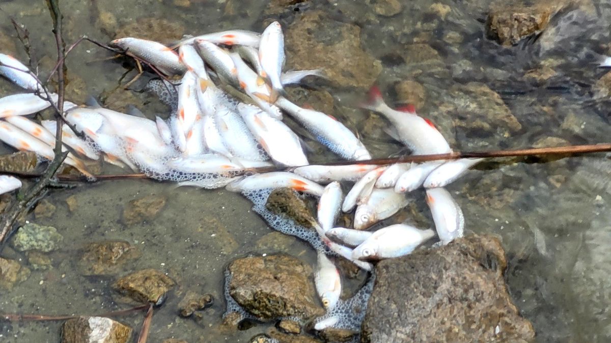 Ze zbiornika wyłowiono nawet 5 ton martwych ryb 