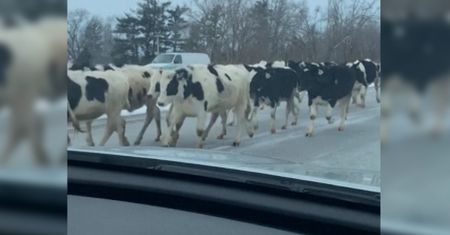 Krowy uciekinierki. Rozpędzone stado wbiegło na autostradę