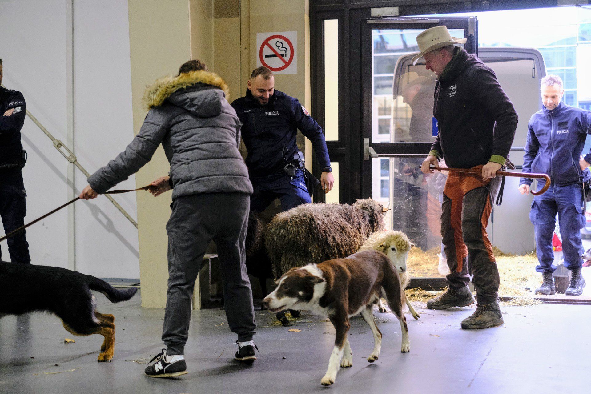 Międzynarodowe Wystawy Psów Rasowych