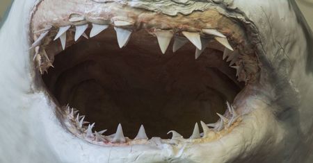 "Rekin Godzilla". Odkryto szczątki potwora sprzed 300 mln lat. Zobacz, jak wyglądał