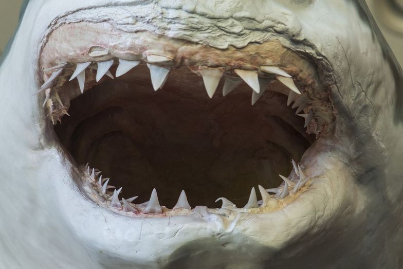 "Rekin Godzilla". Odkryto szczątki potwora sprzed 300 mln lat. Zobacz, jak wyglądał