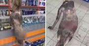 Szokujący incydent w Rosji. Naga kobieta wtargnęła do sklepu