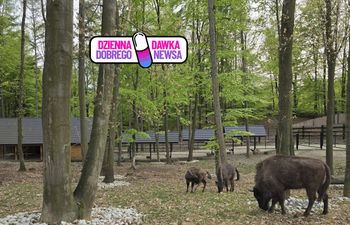 Ponad 183 ha lasów. W Polsce powstał nowy rezerwat "Głębokie Doły"