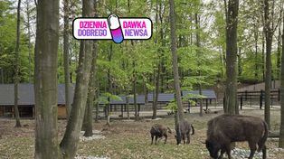 Ponad 183 ha lasów. W Polsce powstał nowy rezerwat "Głębokie Doły"