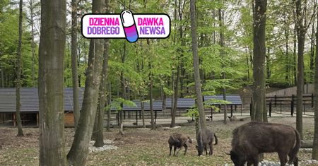 Ponad 183 ha lasów. W Polsce powstał nowy rezerwat "Głębokie Doły"