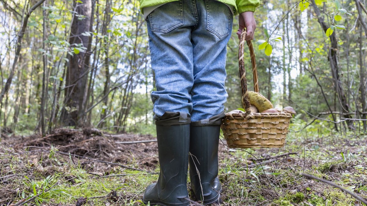 Grzybiarze znaleźli w lesie ludzki szkielet. Zdj. ilustracyjne 