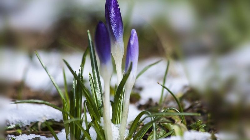 krokus wiosna zima śnieg