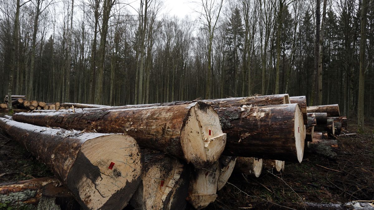 Artur Reszko
Bia�owie�a, chrz�szcz, drzewa, ekologia, gradacja, kornik drukarz, las, oddzia� 77, przyroda, puszcza, Puszcza Bia�owieska, sp�r, Trakt Lipski, wycinka drzew, zasiedlone drzewo, ochrona, przyrody, drzew, drzewo