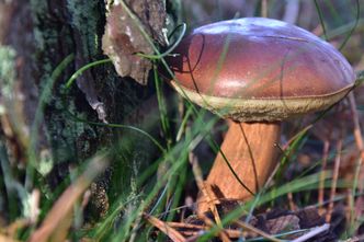 Grzyby na terenach popowodziowych. Sanepid ostrzega