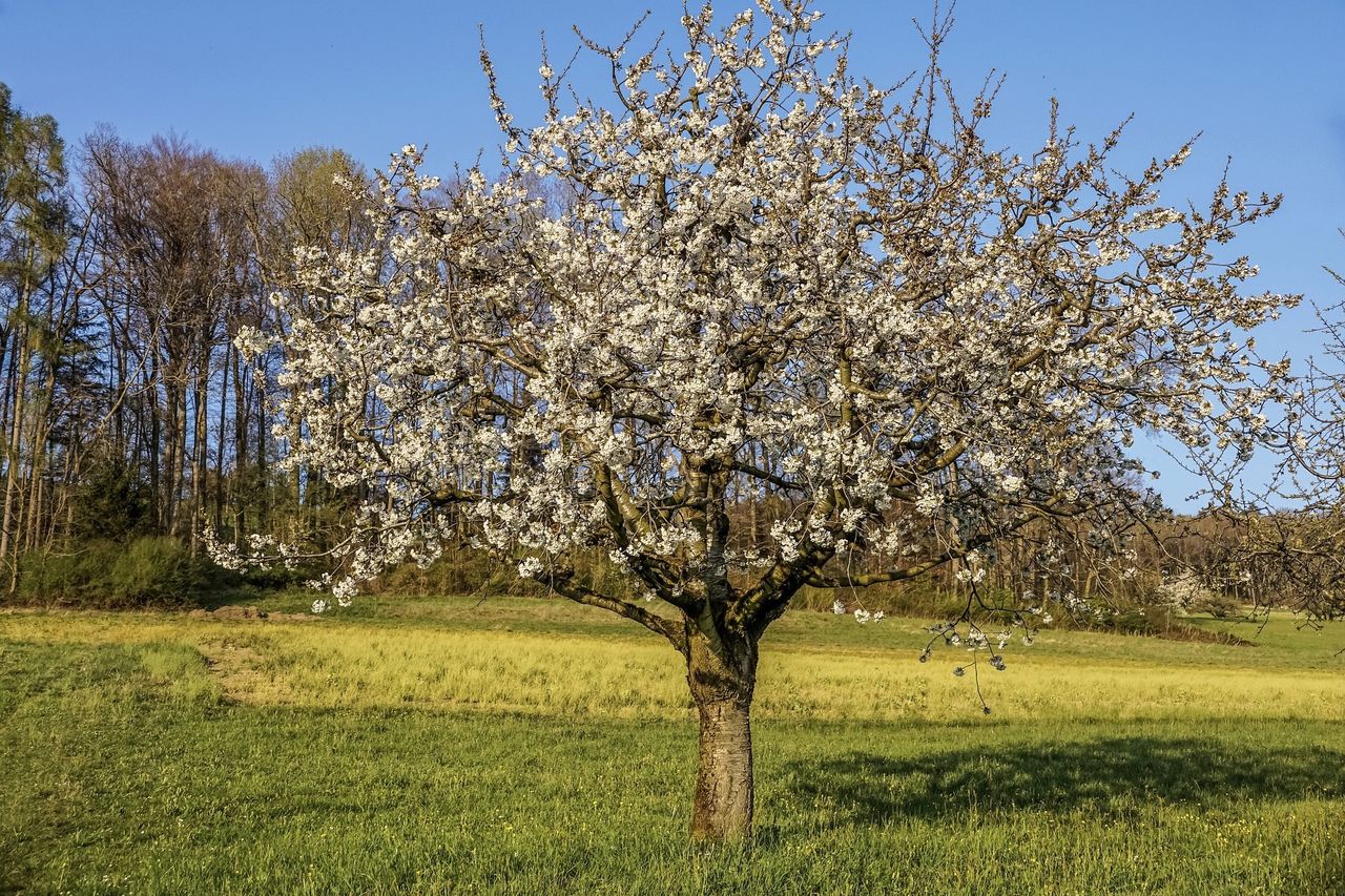 Kwitnąca wiśnia to oznaka, że wiosna zadomowiła się w naszym kraju na dobre