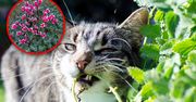 Masz kota? Tych roślin lepiej nie sadź w ogrodzie
