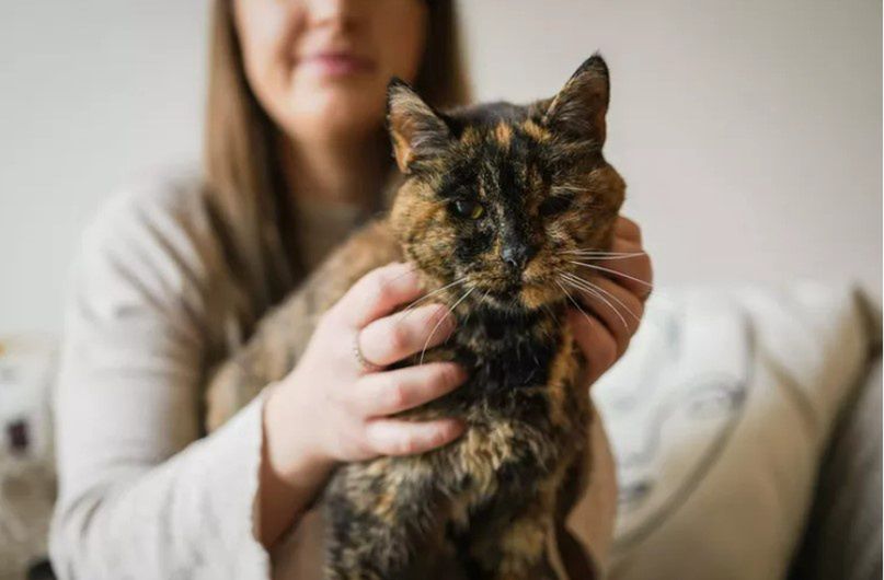 Najstarszy żyjący kot pobił rekord Guinnessa. Ma prawie 27 lat