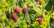 Podbija Polskę. Ma smak maliny i jeżyny. Daje bardzo dużo owoców
