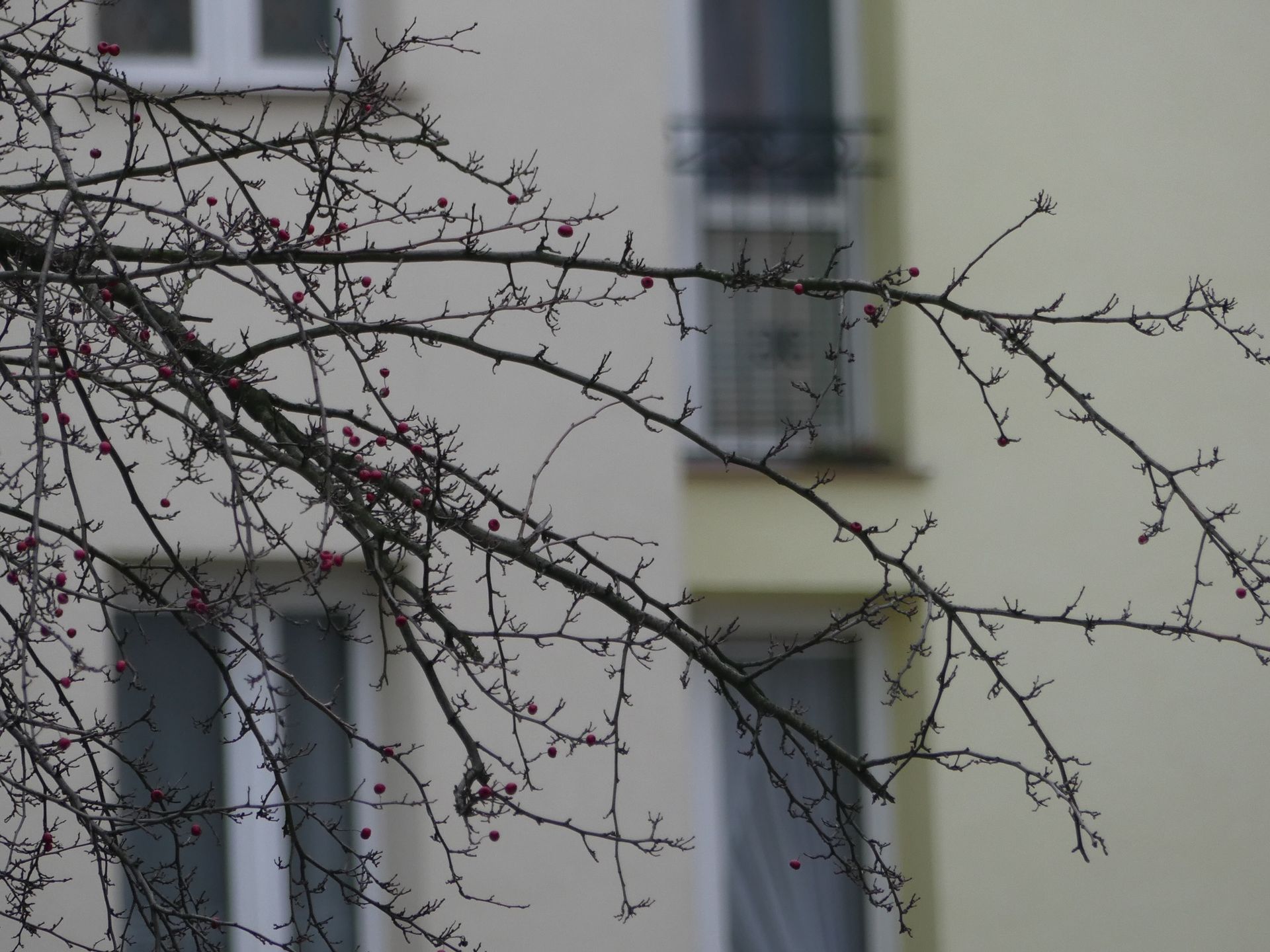 Sprawdzamy jak działa funkcja 4K Photo i Post Focus w aparatach Panasonic 15