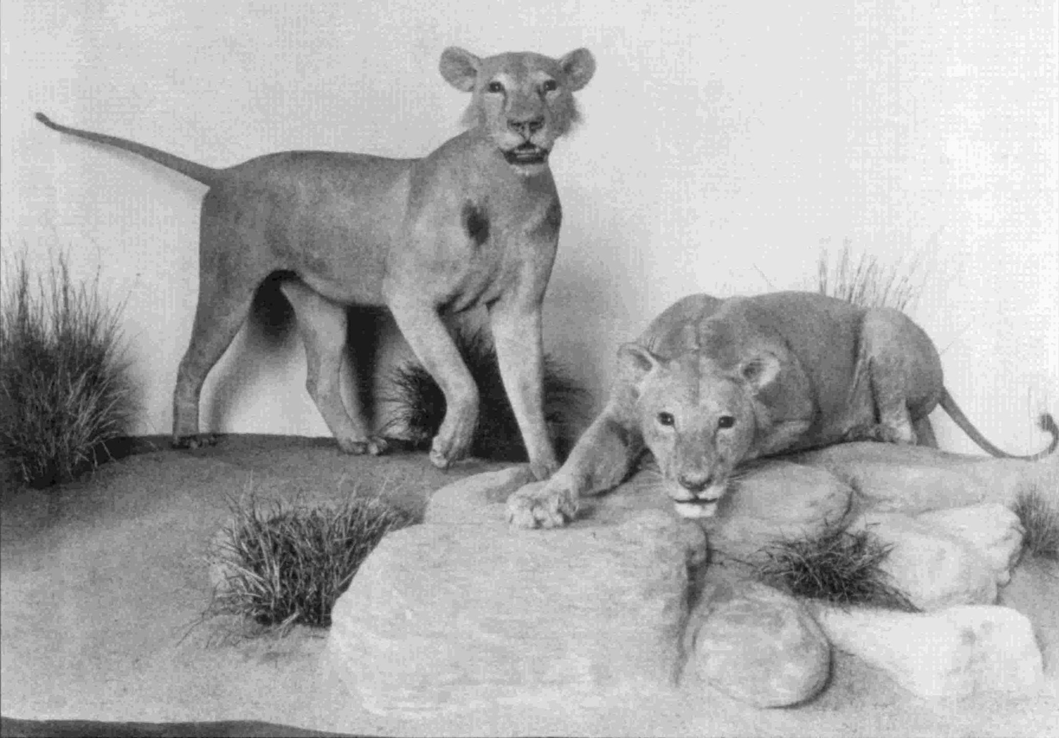 Ludojady z Tsavo