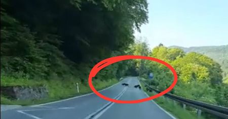 Nagle wybiegły na drogę. Wszystko nagrała kamera w aucie